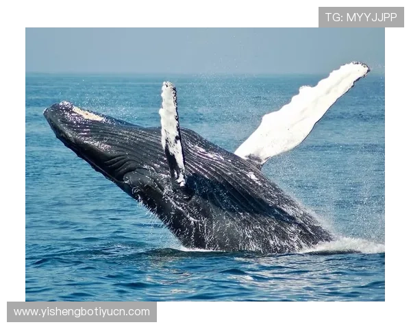 蓝鲸网站登录入口登录失败的原因分析与快速解决方法指南 蓝鲸网站登录入口登录失败的原因分析与快速解决方法指南